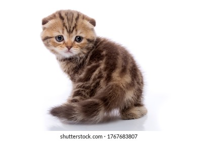 Chocolate Scottish Fold Images Stock Photos Vectors Shutterstock