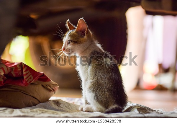 beautiful kitten under a car\
wallpaper
