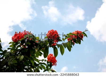 Beautiful Kock's Bauhinia Flowers and Phanera Kockiana Plant Stock fotó © 