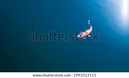 The beautiful Koi Carp fish swimming in the clear river. Colorful fancy golden carps swam to the surface of the blue water. Colorful decorative fishes float in the pond, view from above