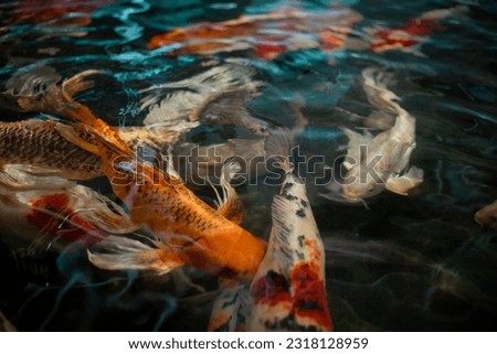 Beautiful koi fish. Colorful fancy carp fish on pond fish. Koi fish under water. Overhead view of koi carps swimming in pond. Image of beautiful  animal.