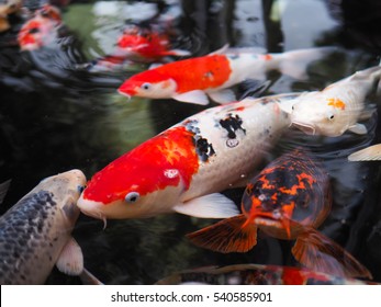 The beautiful koi fish in pond in the garden.