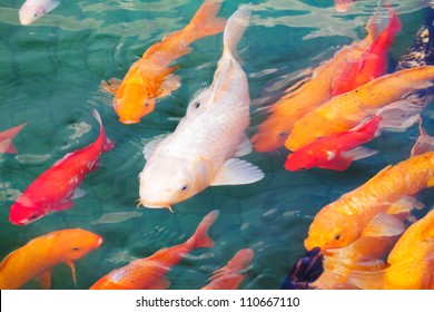 beautiful koi fish swimming in the pond