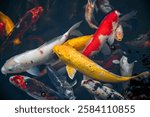 Beautiful koi swimming in the pond of the park.
