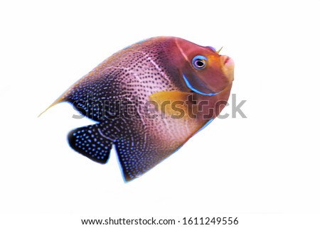 The beautiful Koran angelfish or semicircle angelfish on isolated white background. Pomacanthus semicirculatus is a ray-finned fish in the family Pomacanthidae.