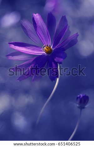 Similar – sun seekers Blume Blüte