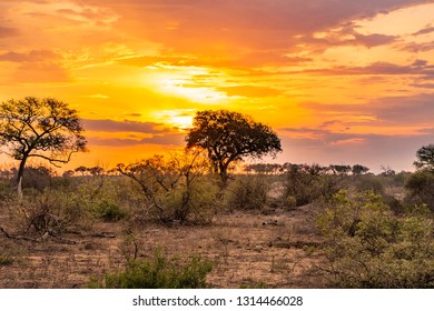 Hakea Tree Stands Alone Australian Outback Stock Photo 1027890919 ...