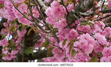 Kwanzan Cherry Tree High Res Stock Images Shutterstock