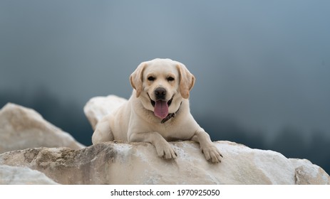 A beautiful Labrador dog happy lies on a white marble in the taiga in rainy weather. Close-up