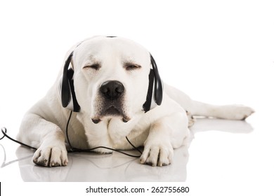 Beautiful Labrador Dog Lying And Listen Music 