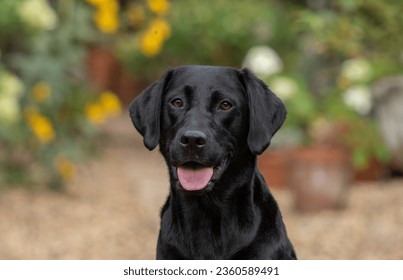 A beautiful labrador head shot - Powered by Shutterstock