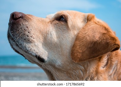 犬 横顔 の画像 写真素材 ベクター画像 Shutterstock