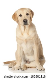 Beautiful Labrador retriever, champagne colored, isolated on white background