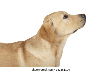 Beautiful Labrador retriever, champagne colored, isolated on white background