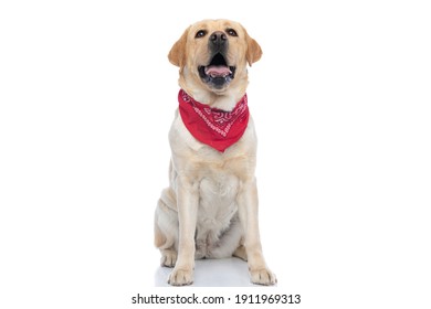 beautiful labrador retriever dog looking at the camera, wearing a bandana and panting on white background