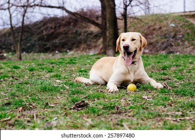 Beautiful labrador retriever dog in the park  