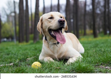 Beautiful labrador retriever dog in the park playing