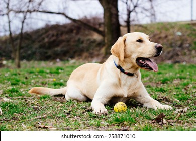Beautiful labrador retriever dog playing in the park