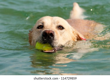 Beautiful Labrador Retriever dog swim in sea with ball