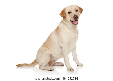 Beautiful Labrador retriever in front of white background - Shutterstock ID 384052714