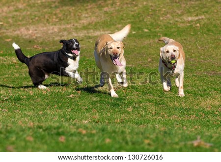 beautiful Labradors playing with a ball in a green meadow