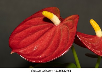 The Beautiful Laceleaf Or Flamingo Flower Is A Popular Indoor Perennial Pot Plant, The Vivid Red Spathe Attracts Pollinators To The Yellow Spadix Which Has Both Male And Female Parts