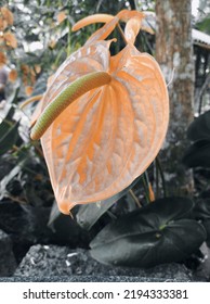 A Beautiful Laceleaf In My Garden