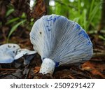 Beautiful Lactarius indigo gills in forest