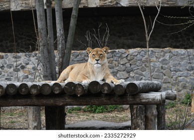 Beautiful lady lion, Queen of jungles, wild female lion sitting on the wooden block support in zoological garden in front of stone wall background. Exotic mammals, African fauna, dangerous big cats. - Powered by Shutterstock
