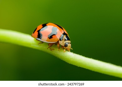 Beautiful Ladybird crawling on branches