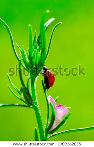 Similar – Image, Stock Photo as fresh as a daisy