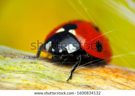 Similar – Image, Stock Photo random sample Insect Green