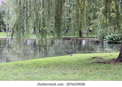 The Beautiful Lagoon At The Boston Public Garden. The Botanical Park Has Paths For Walking, Signs That Read 