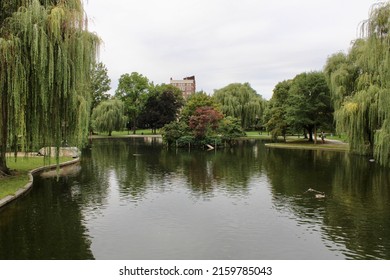 The beautiful lagoon at the Boston Public Garden. There is an island in the middle of the pond with a wooden ramp so that shorebirds could easily access the habitat area. There is a geese swimming. - Shutterstock ID 2159785043