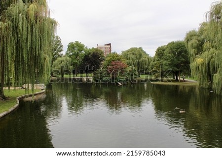 The beautiful lagoon at the Boston Public Garden. There is an island in the middle of the pond with a wooden ramp so that shorebirds could easily access the habitat area. There is a geese swimming.
