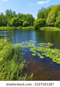 Beautiful lake in forest park. Summer landscape of nature with clear, transparency water and  blue sky. Scenic view of pond shore with trees, aquatic plants, green grass and white water lilies.