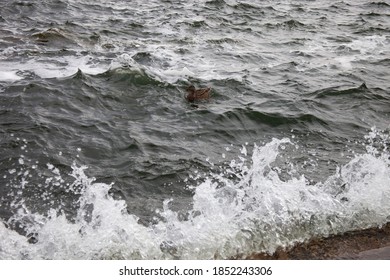 Beautiful Lake Mendota And A Duck