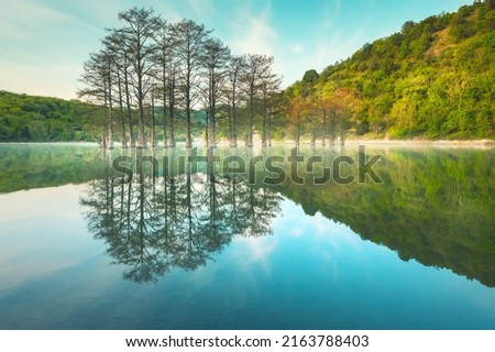 Beautiful lake with trees growing in the water. Green swamp cypresses on Sukko lake in Anapa, Russia. Summer nature landscape