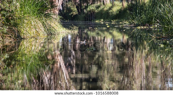 Beautiful Lake Xochimilco Valley Mexico Iconic Stock Photo Edit