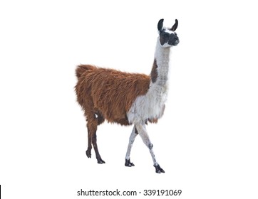 Beautiful Lama On White Background Stock Photo 339191069 | Shutterstock