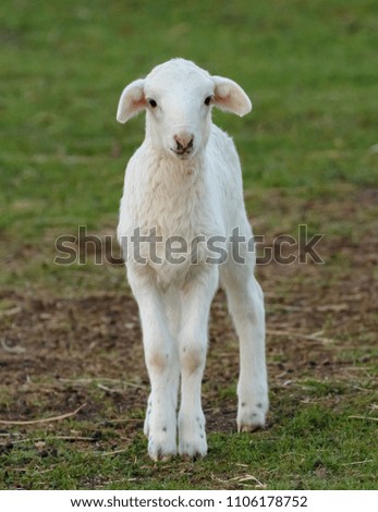 Similar – Image, Stock Photo Beautiful lamb Summer