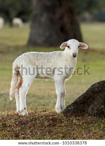 Similar – Image, Stock Photo Beautiful lamb Summer