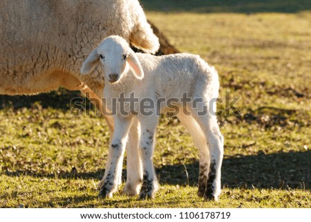 Image, Stock Photo Beautiful lamb next to its mother