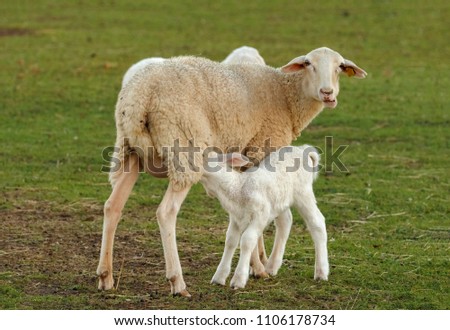 Schönes Lamm neben seiner Mutter