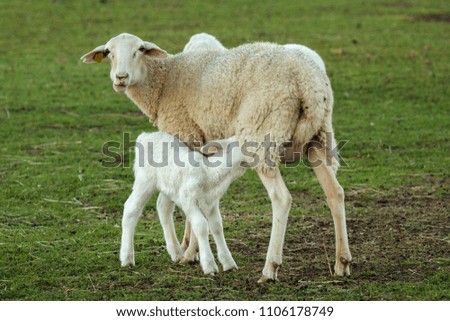 Similar – Schönes Lamm neben seiner Mutter