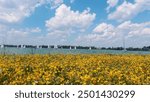 Beautiful lamdscape, yellow flovers by lake with boats. Located in Palic, Serbia.