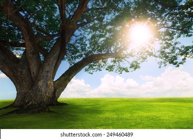 Beautiful  Land Scape Of Big Rain Tree Plant On Green Grass Field And Sun Shine On Blue Sky Use For Natural Background,