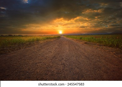 beautiful land scape of dusty road perspective to sun set sky with sunflowers plant beside the way