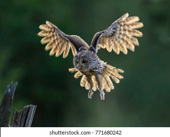 Beautiful Landing Owl Backlight Feathers Widespread Stock Photo ...