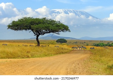 Beautiful landscape with Acacia tree in African savannah and zebras on Kilimanjaro background. National park of Kenya